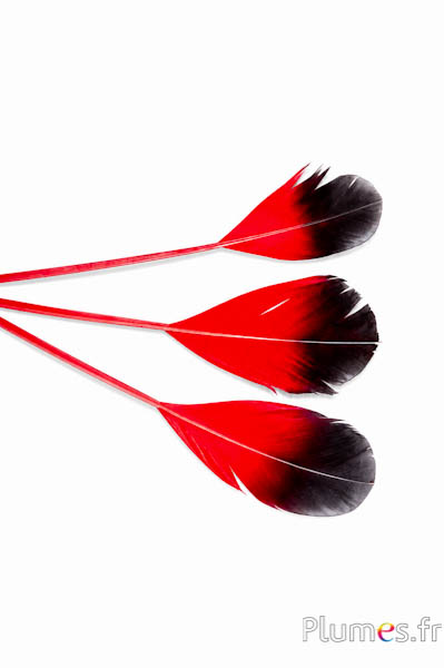 Rispe Schwan Seide - 25-30 cm - rot schwarz